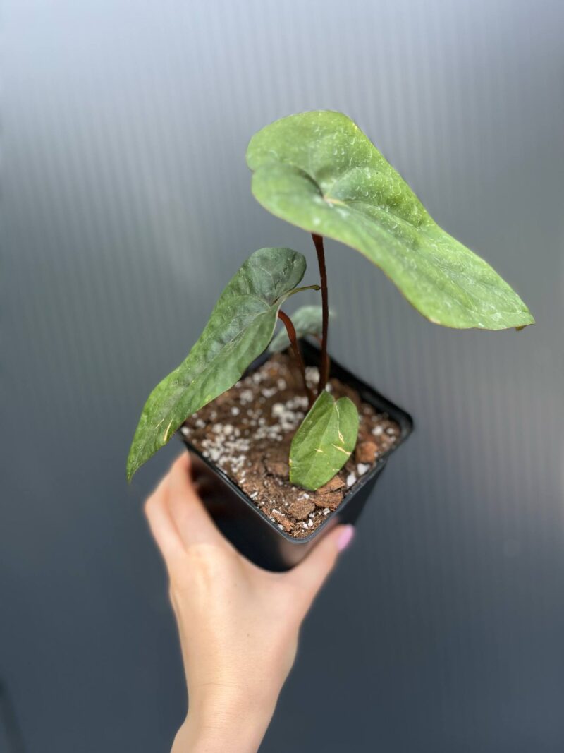 Anthurium nigrolaminum ‘Gigi’ x Anthurium Dressleri