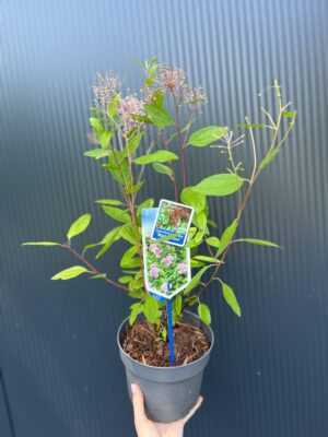 Prusznik różowy | Ceanothus pallidus ‘Marie Simon’