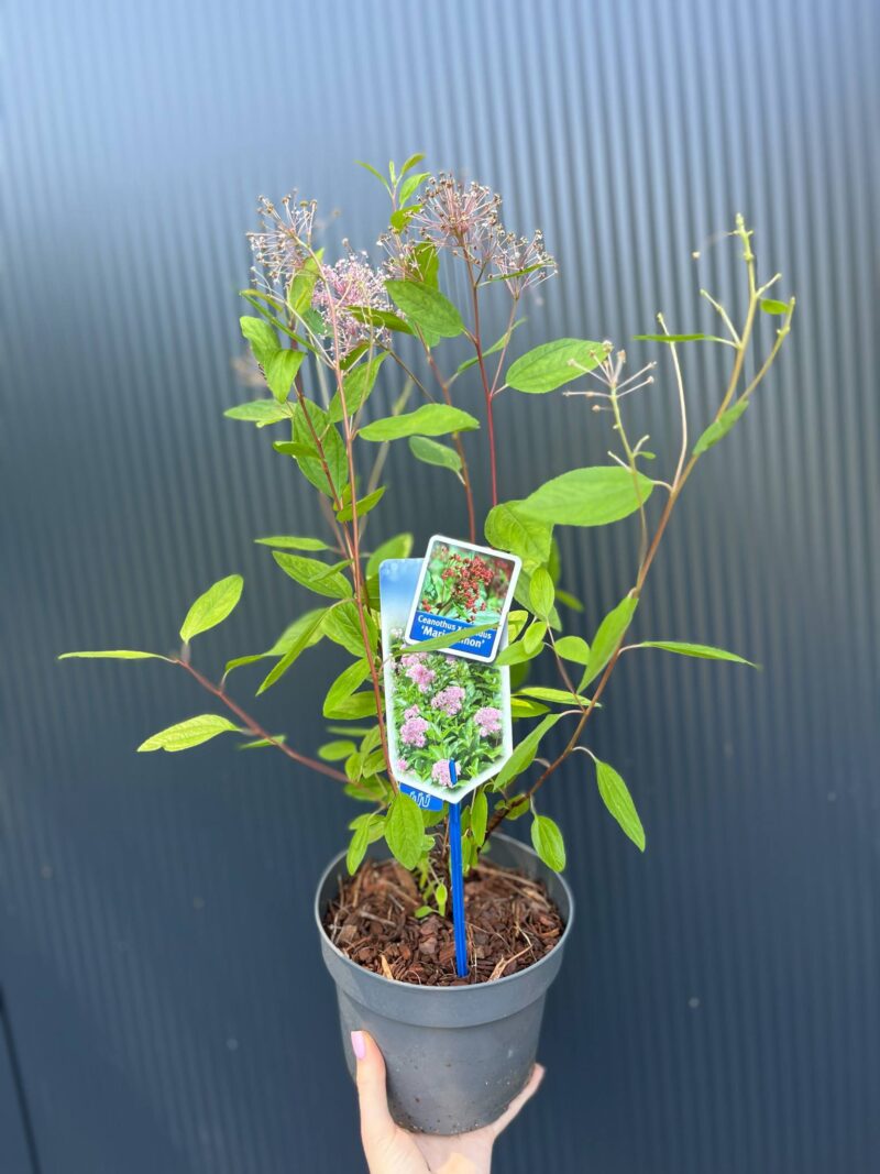 Prusznik różowy | Ceanothus pallidus ‘Marie Simon’