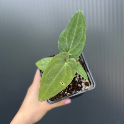 Anthurium Eureka × Anthurium dressleri