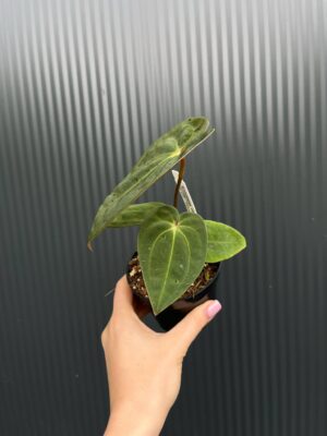 Anthurium ‘Eureka’ x Papillilaminum