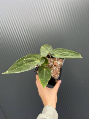 Anthurium Magnificent Girl ‘Inverse Crossing’ x  Anthurium papillilaminum