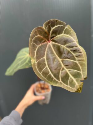 Dockblock Anthurium Purple Rain® ’27 x Michelle® ‘1’