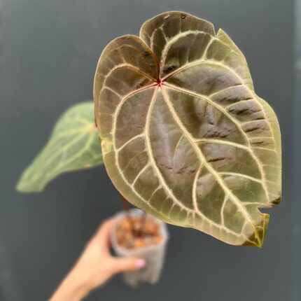 Dockblock Anthurium Purple Rain® ’27 x Michelle® ‘1’