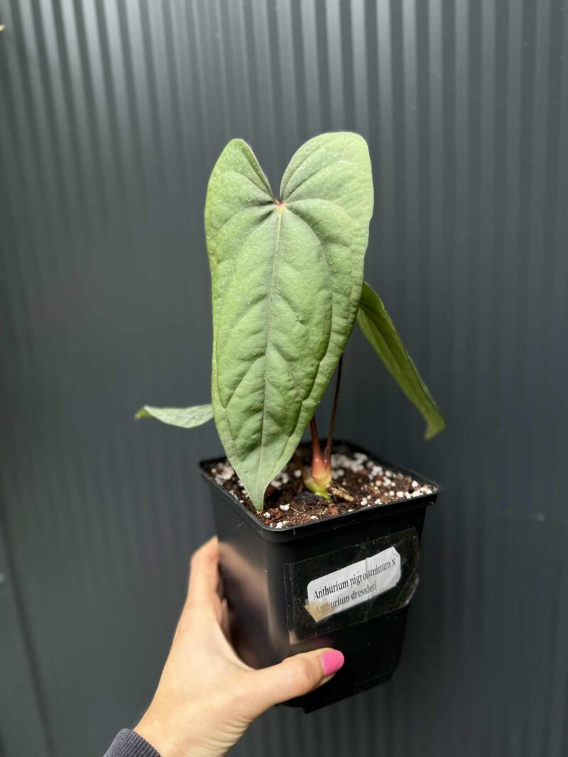Anthurium nigrolaminum ‘Gigi’ x Anthurium Dressleri