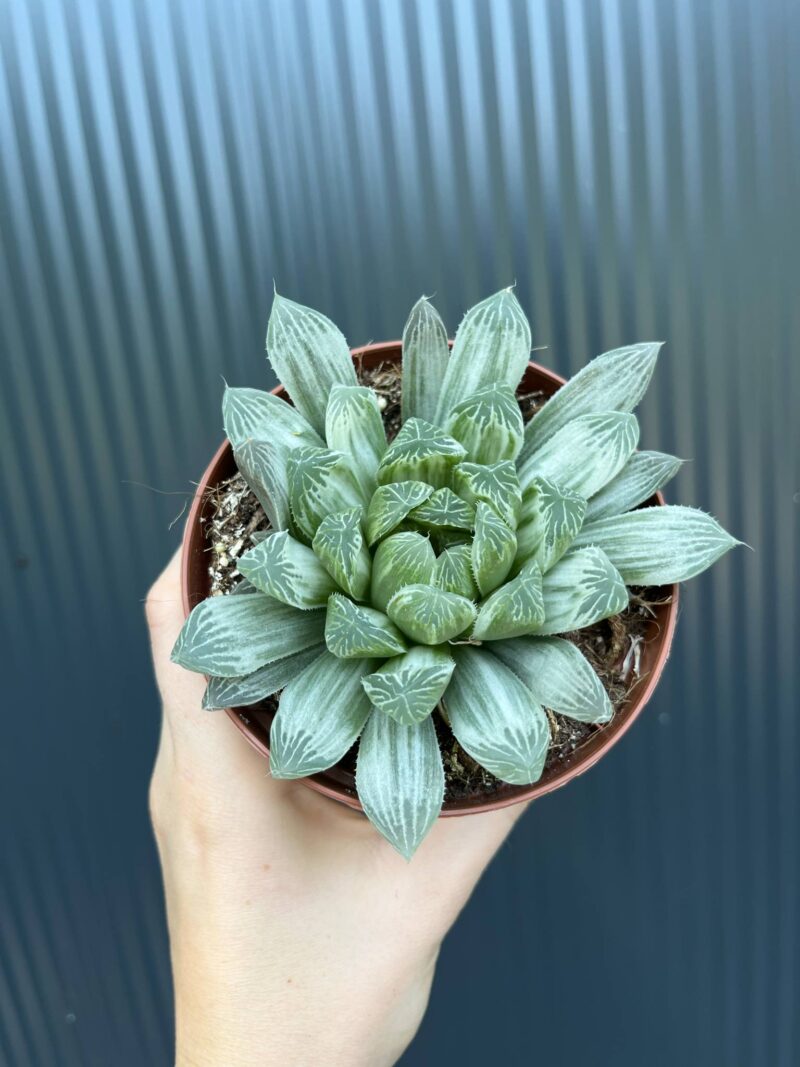 Haworthia cymbiformis