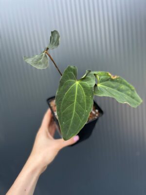 Anthurium besseae aff × Anthurium Papillilaminum
