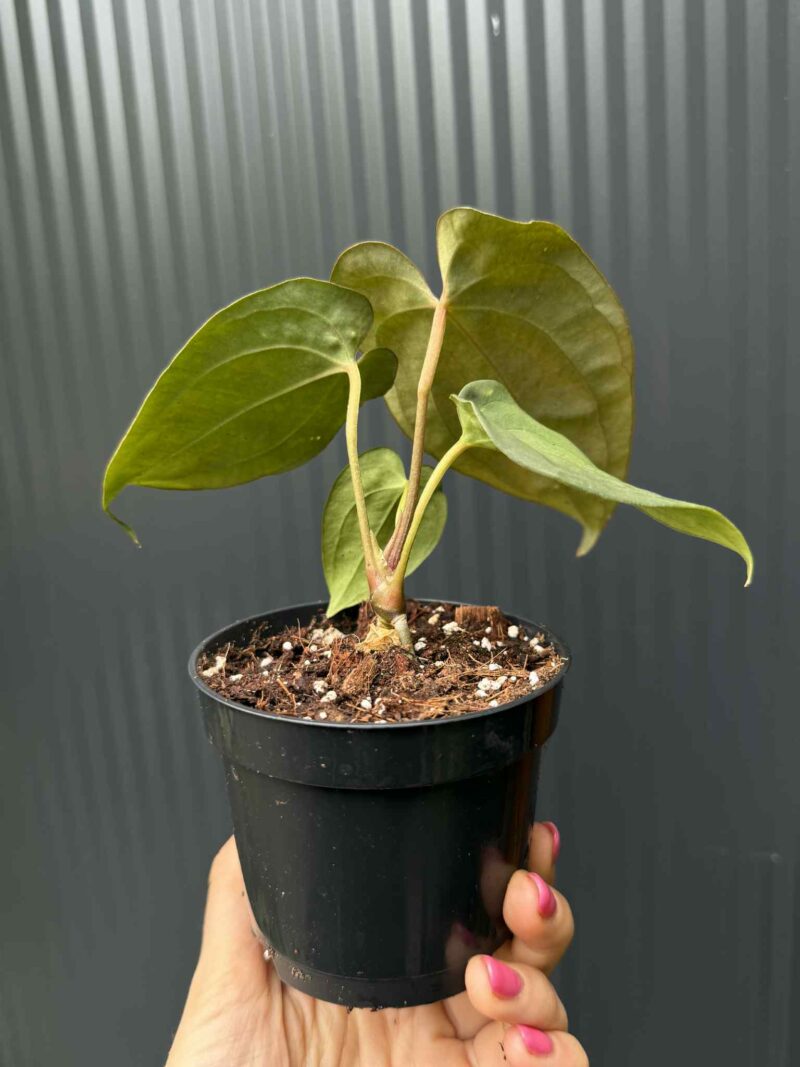 Anthurium Anaconda x Anthurium Papillilamium