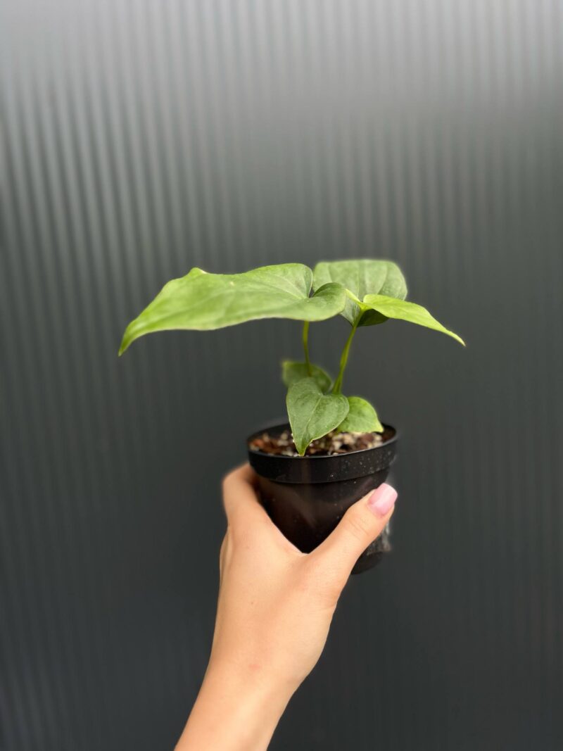 Anthurium Andean Moon x Giganteum Verde