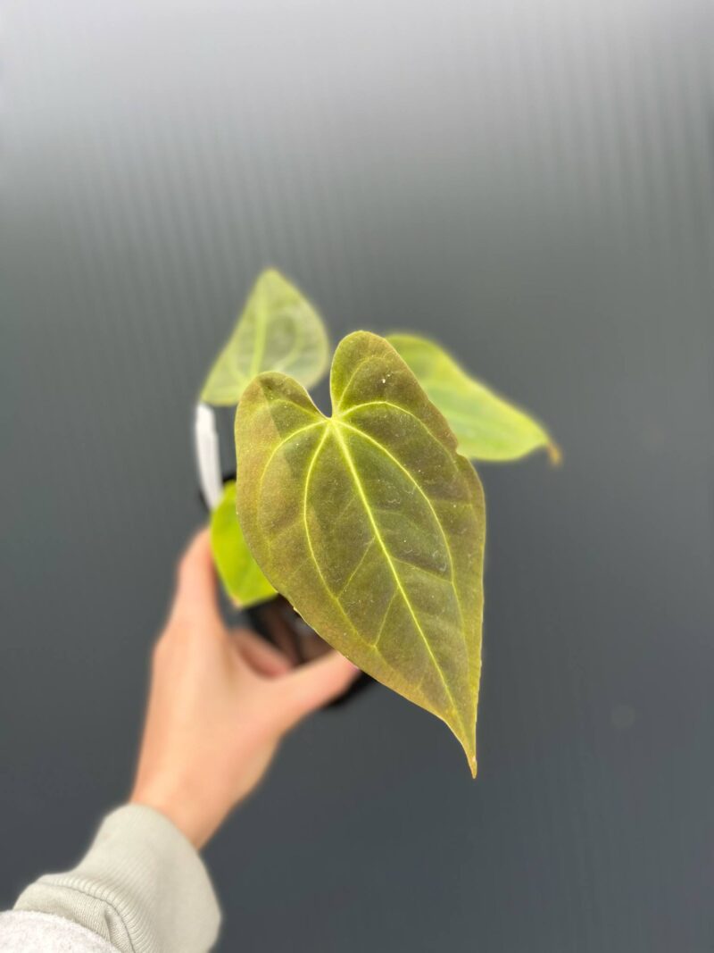 Anthurium Ecuagenera Green Soul x Anthurium Papillilaminum
