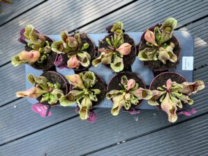 Kapturnica Sarracenia ‘Sylwia’