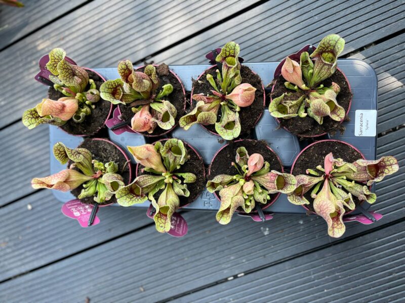 Kapturnica Sarracenia ‘Sylwia’