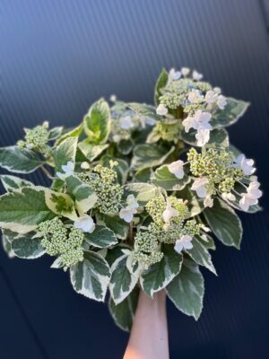 Hortensja ogrodowa variegata | Hydrangea macrophylla ‘Variegata’