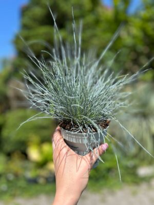 Kostrzewa sina ‘Compacta Blue’