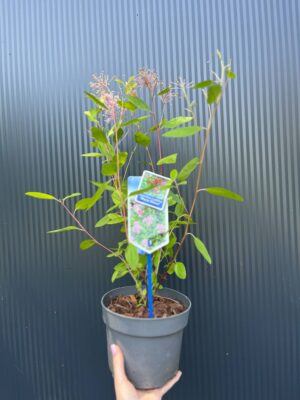 Prusznik różowy | Ceanothus pallidus ‘Marie Simon’