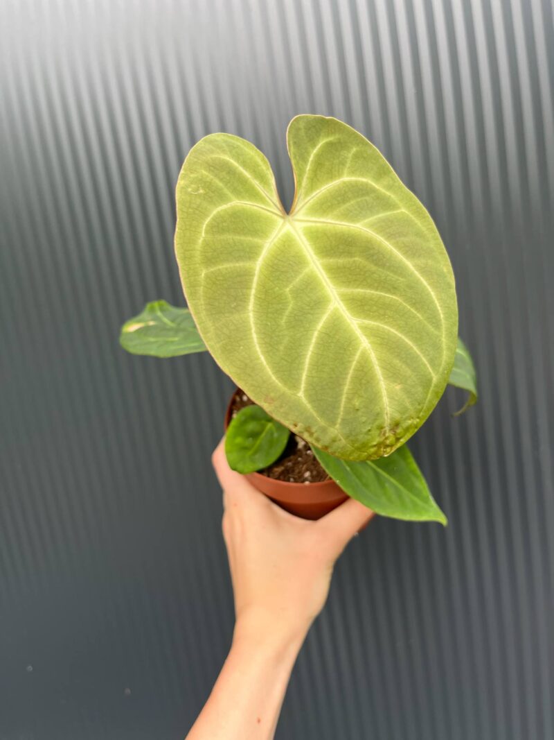 Anthurium Red Gunsal