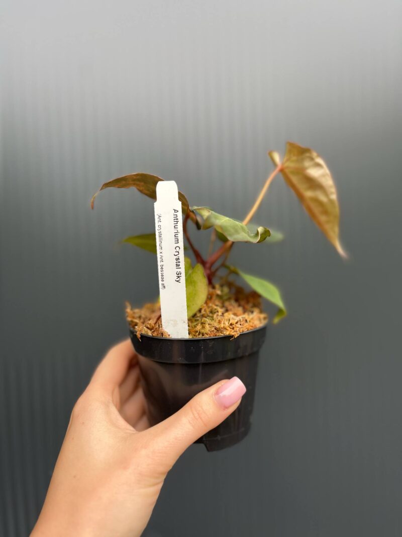 Anthurium Crystal Sky