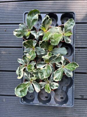 Ficus Lyrata Variegata
