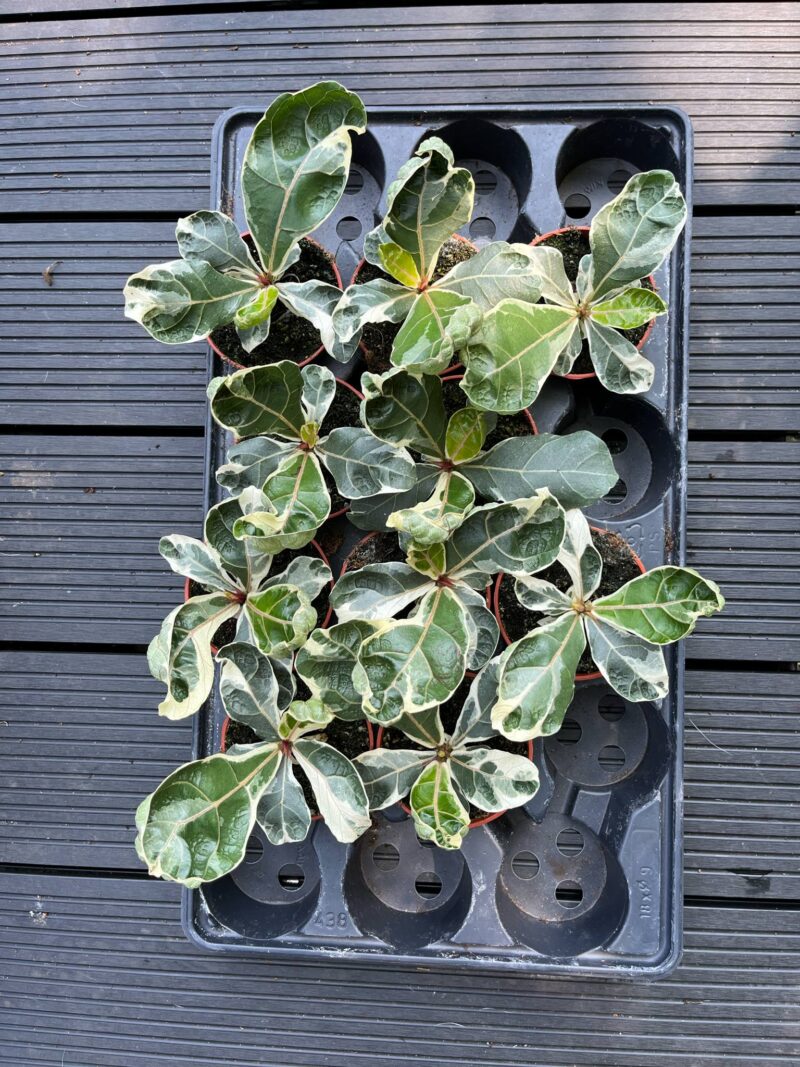 Ficus Lyrata Variegata