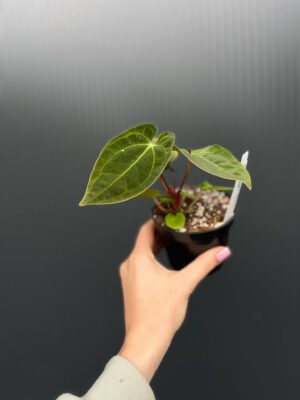 Anthurium ‘Eureka’ x Papillilaminum