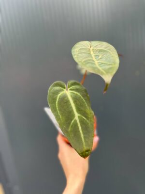 Dockblock Anthurium Dark Handsome® ‘9’ x Red Velvet Cake® ’24’