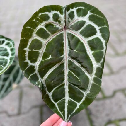 Dockblock Anthurium Michelle® ’11’ x Michelle® ‘1’