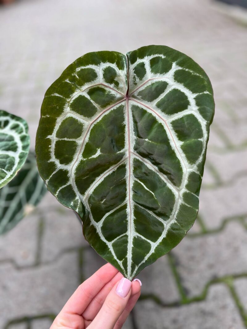 Dockblock Anthurium Michelle® ’11’ x Michelle® ‘1’