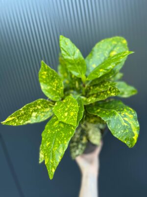 Aucuba japońska ‘Crotonifolia’