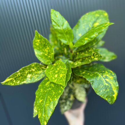 Aucuba japońska ‘Crotonifolia’