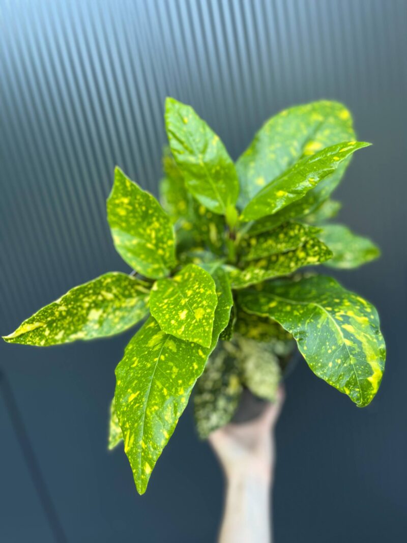 Aucuba japońska ‘Crotonifolia’ Aucuba japońska ‘Crotonifolia’