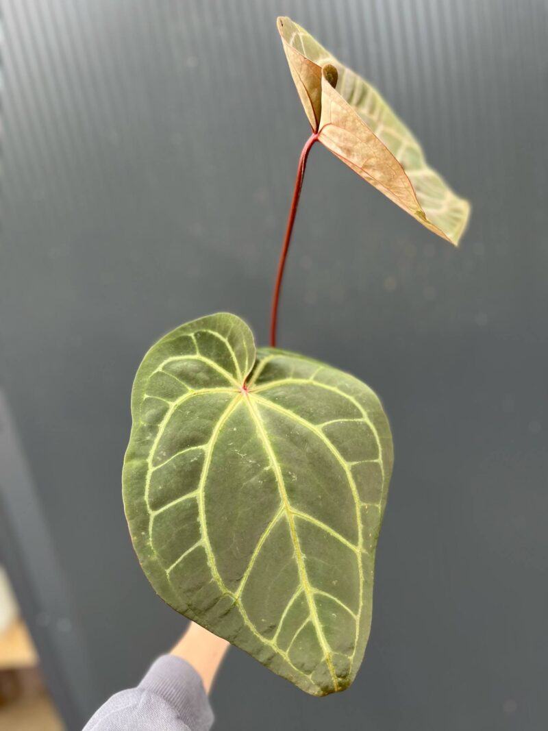 Dockblock Anthurium Purple Rain® ’27 x Michelle® ‘1’