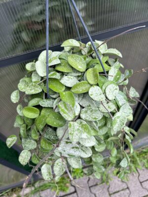 Hoya Mathilde Splash