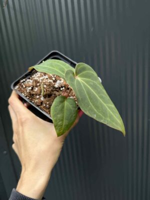 Anthurium Eureka x Dressleri