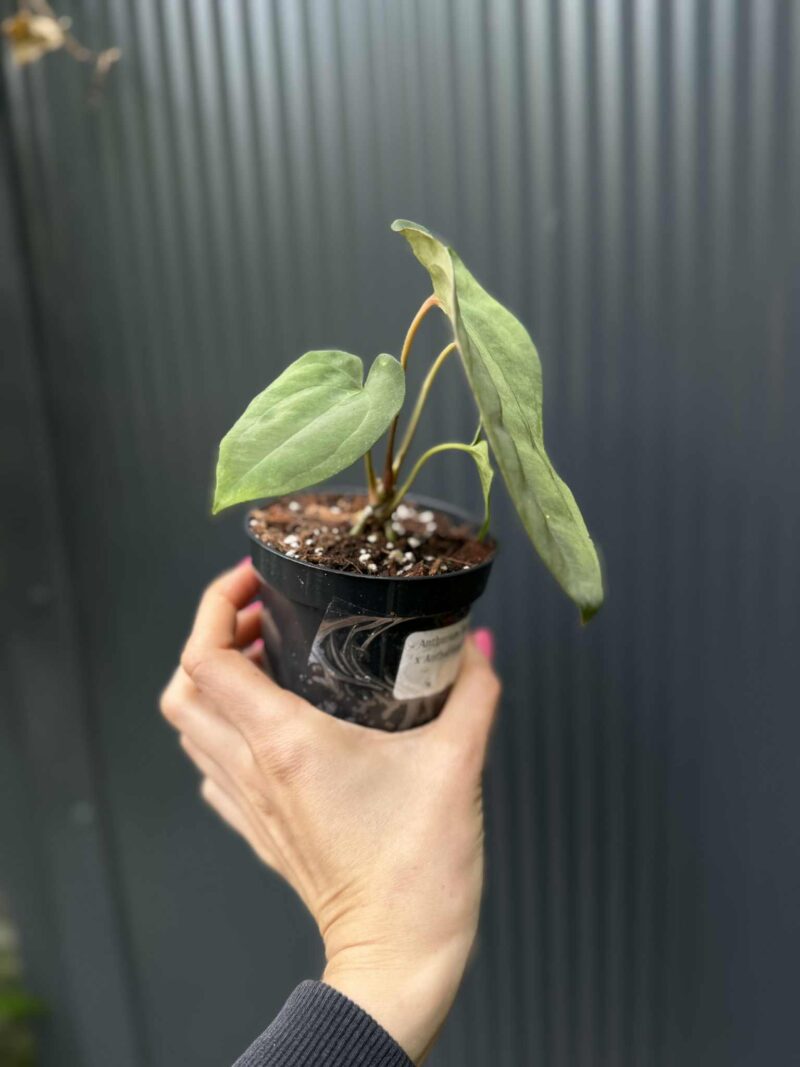 Anthurium Anaconda x Anthurium Papillilamium