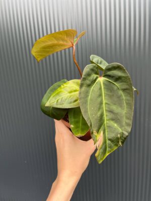 Anthurium Red Gunsal