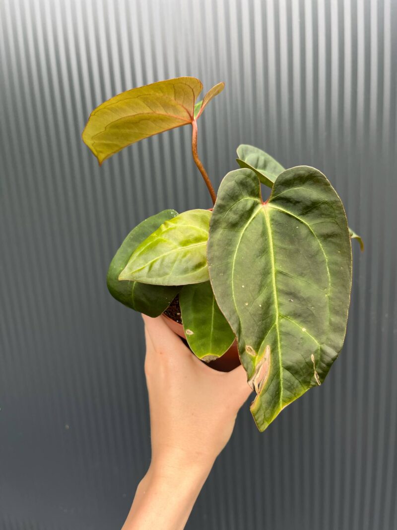 Anthurium Red Gunsal