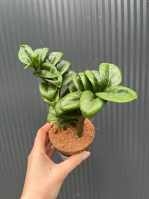 Zamioculcas Zenzi
