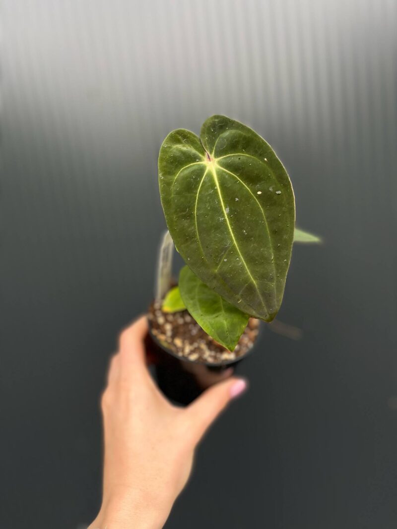 Anthurium ‘Eureka’ x Papillilaminum