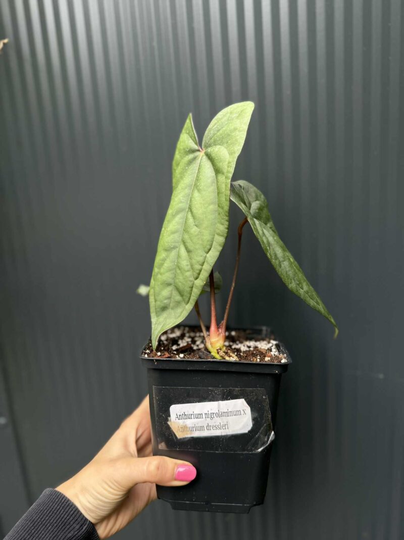 Anthurium nigrolaminum ‘Gigi’ x Anthurium Dressleri