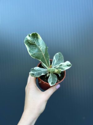 Ficus Lyrata Variegata