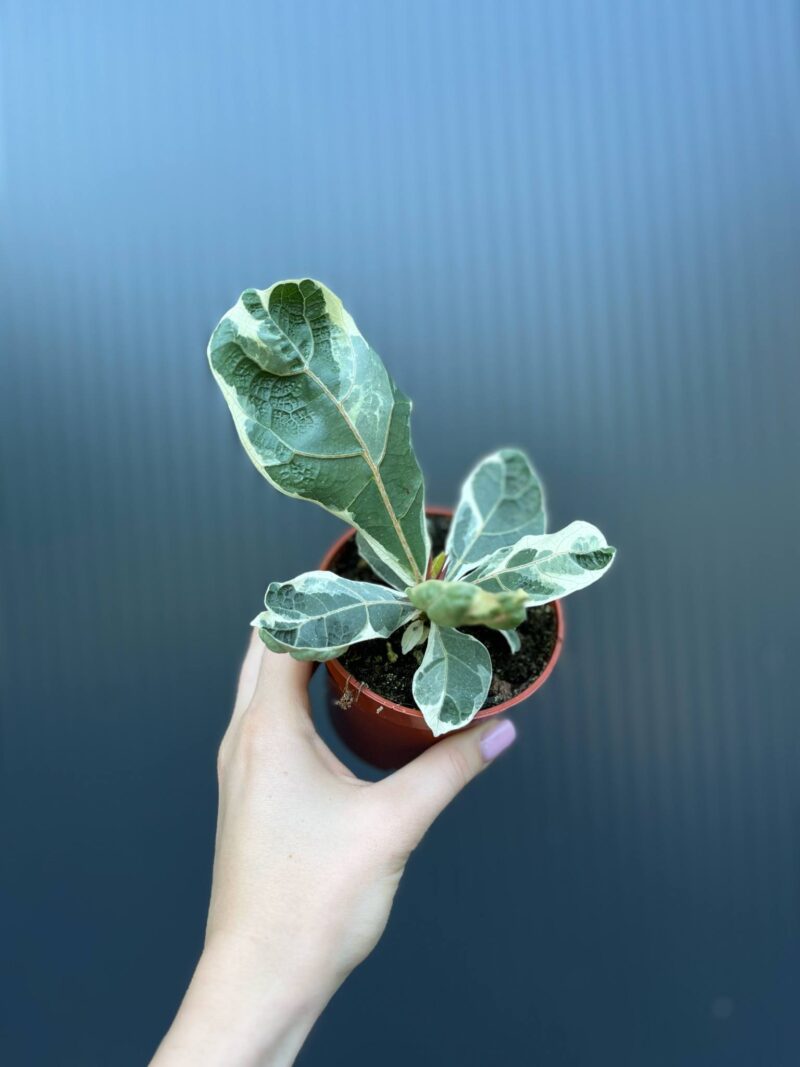 Ficus Lyrata Variegata