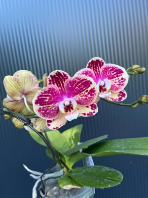 Phalaenopsis Dioro Magnifique | Storczyk