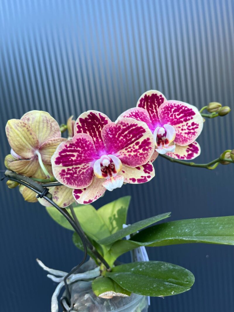 Phalaenopsis Dioro Magnifique | Storczyk