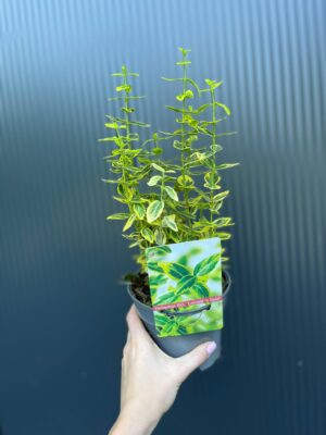 Trzmielina Fortune’a ‘Emerald ‘n’ Gold’ Euonymus fortunei