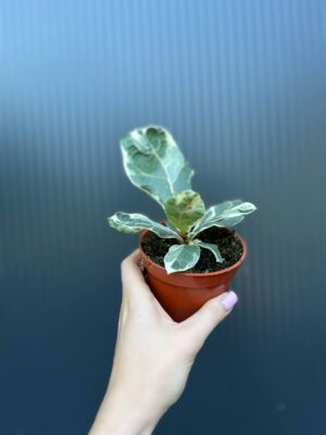 Ficus Lyrata Variegata