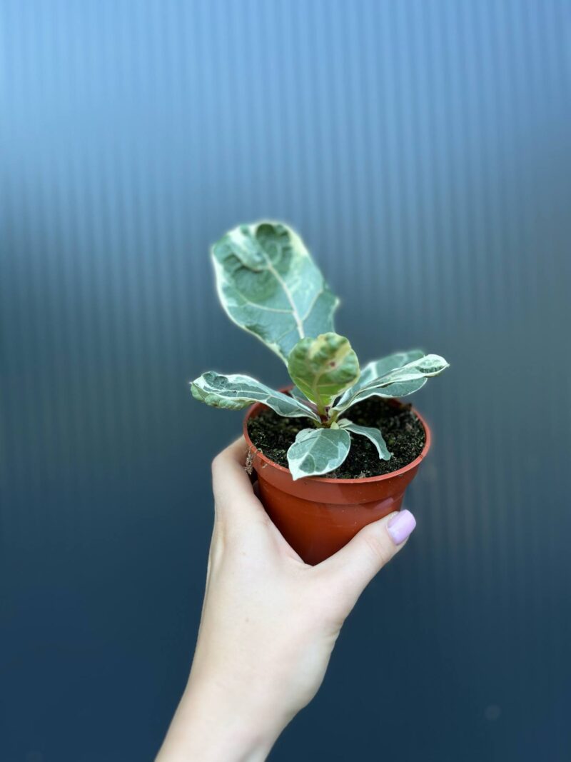 Ficus Lyrata Variegata
