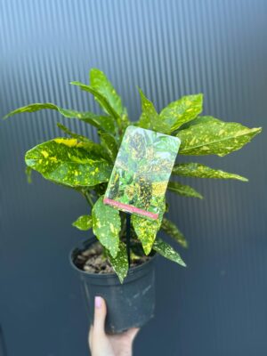 Aucuba japońska ‘Crotonifolia’