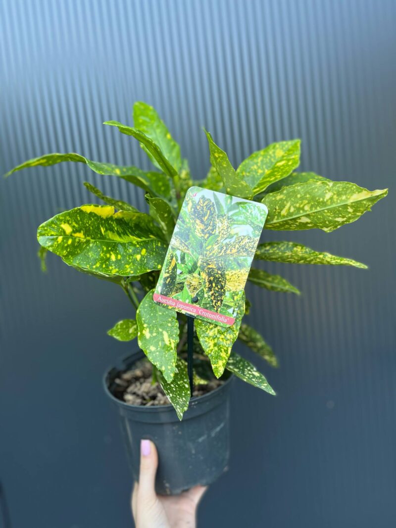 Aucuba japońska ‘Crotonifolia’