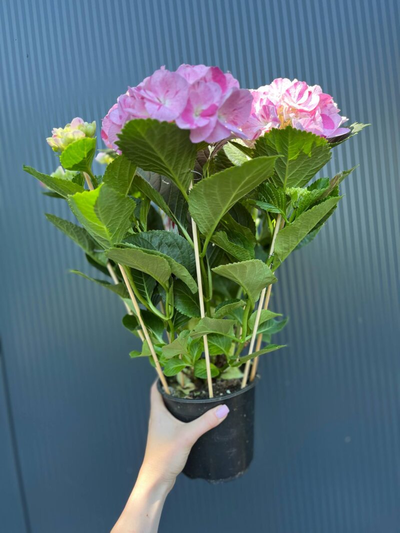 Hortensja Ogrodowa | Hydrangea macrophylla SWEET FANTASY