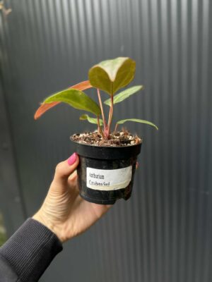 Anthurium Cuyabeno Soul